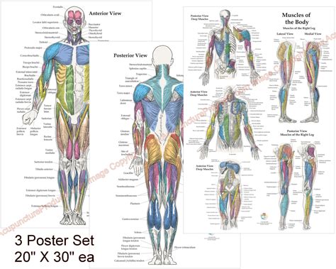 anatomy of porn|anatomy videos .